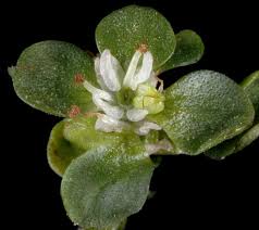 Attēlu rezultāti vaicājumam “Callitriche verna flower”