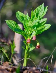 Attēlu rezultāti vaicājumam “Scopolia carniolica”