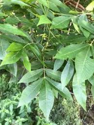 Attēlu rezultāti vaicājumam “Carya cordiformis”