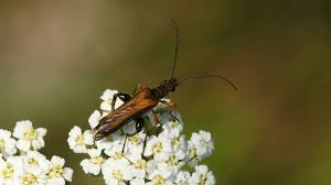 Attēlu rezultāti vaicājumam “Oedemera femorata”