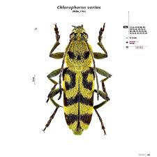 Attēlu rezultāti vaicājumam “Cerambycidae”