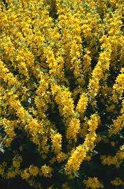 Attēlu rezultāti vaicājumam “Lysimachia punctata”