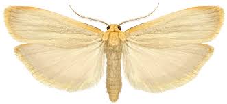 Attēlu rezultāti vaicājumam “Eilema depressa imago”