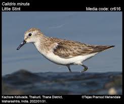 Attēlu rezultāti vaicājumam “Calidris minuta”