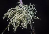 Attēlu rezultāti vaicājumam “Evernia mesomorpha”