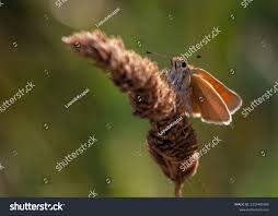 Attēlu rezultāti vaicājumam “Thymelicus sylvestris”