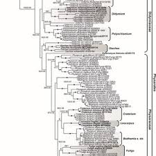 Attēlu rezultāti vaicājumam “Badhamia capsulifera var. arborea macro”