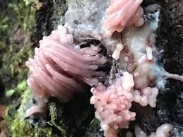 Attēlu rezultāti vaicājumam “Stemonitis flavogenita stalked”