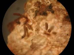 Attēlu rezultāti vaicājumam “Stemonitopsis gracilis”