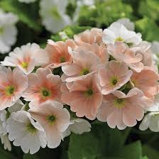 Image result for Primula obconica
