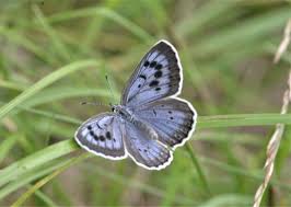 Attēlu rezultāti vaicājumam “Phengaris arion upperside”