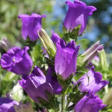 Image result for Marienglockenblumen