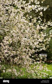Attēlu rezultāti vaicājumam “Malus prunifolia”