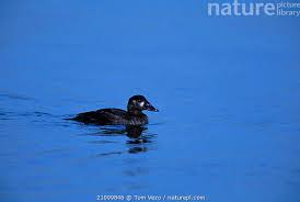 Image result for Melanitta perspicillata