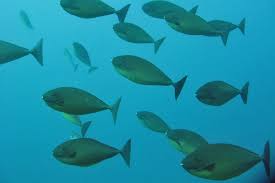 Image result for Naso hexacanthus