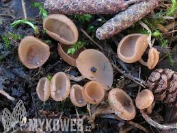 Attēlu rezultāti vaicājumam “Ciboria amentacea”