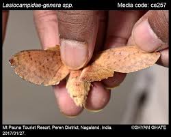 Attēlu rezultāti vaicājumam “Lasiocampidae”