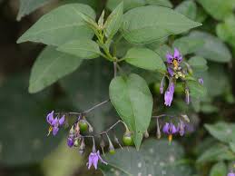 Attēlu rezultāti vaicājumam “Solanum dulcamara flower”