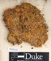 Attēlu rezultāti vaicājumam “Dicranella cerviculata”