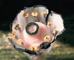 Attēlu rezultāti vaicājumam “Plantago uniflora flower”