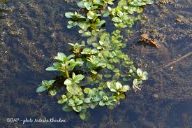 Attēlu rezultāti vaicājumam “Veronica beccabunga”