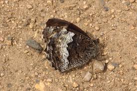 Attēlu rezultāti vaicājumam “Hipparchia alcyone underside”