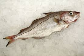 Image result for Melanogrammus aeglefinus