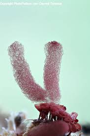 Attēlu rezultāti vaicājumam “Arcyria incarnata”