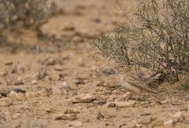 Image result for Calandrella rufescens