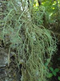 Attēlu rezultāti vaicājumam “Usnea hirta”