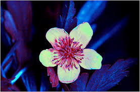 Attēlu rezultāti vaicājumam “Anemone ranunculoides flower”