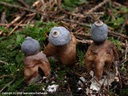 Attēlu rezultāti vaicājumam “Geastrum quadrifidum”