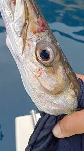 Image result for Sphyraena viridensis