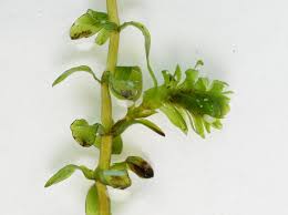 Attēlu rezultāti vaicājumam “Elodea canadensis leaf”
