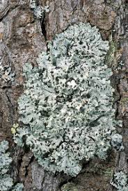 Attēlu rezultāti vaicājumam “Hypogymnia physodes”