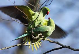 Image result for Psittacula krameri