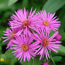 Attēlu rezultāti vaicājumam “Symphyotrichum novae-angliae flower”