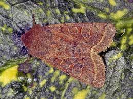 Attēlu rezultāti vaicājumam “Orthosia cerasi”