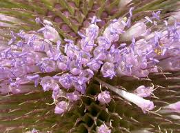 Image result for Dipsacus silvestris