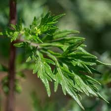 Image result for Artemisia vulgaris