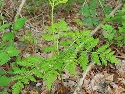 Attēlu rezultāti vaicājumam “Botrychium virginianum”