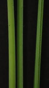 Attēlu rezultāti vaicājumam “Festuca arenaria”