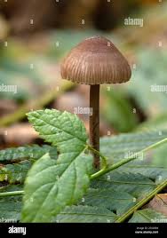 Attēlu rezultāti vaicājumam “Clavulinopsis cinerioides”