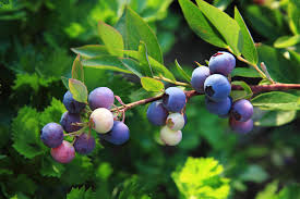 Attēlu rezultāti vaicājumam “Vaccinium myrtillus fruit”
