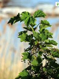 Attēlu rezultāti vaicājumam “Ribes spicatum”