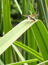 Attēlu rezultāti vaicājumam “Tenthredo scrophulariae larva”