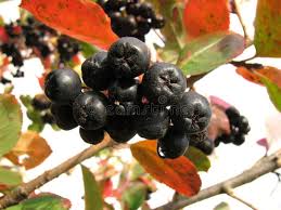 Attēlu rezultāti vaicājumam “Aronia melanocarpa bud”