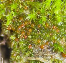 Attēlu rezultāti vaicājumam “Ephemerum serratum”