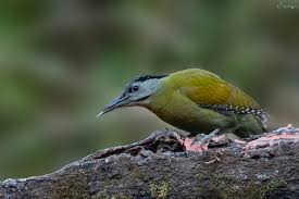 Attēlu rezultāti vaicājumam “Picus canus female”