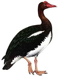 Attēlu rezultāti vaicājumam “Anseriformes”